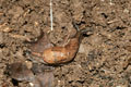 Parmarion martensi